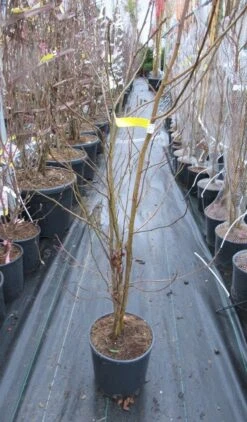 Meerstammige Amberboom (Liquidambar Styraciflua) -Directplant Winkel liquidambar 100 125 meerstammig