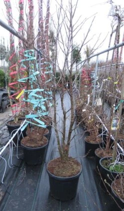 Meerstammige Amberboom (Liquidambar Styraciflua) -Directplant Winkel liquidambar 200 250 meerstammig