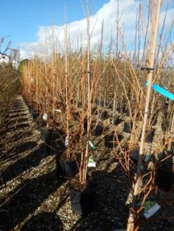 Amberboom (Liquidambar Styraciflua 'Golden Sun') -Directplant Winkel liquidambar golden sun 125 150