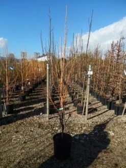 Amberboom (Liquidambar Styraciflua 'Golden Sun') -Directplant Winkel liquidambar golden sun 125 150 2