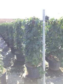 Amberboom Als Leivorm (Liquidambar Styraciflua) -Directplant Winkel liquidambar lage leivorm c45 1