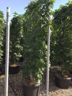Amberboom Als Leivorm (Liquidambar Styraciflua) -Directplant Winkel liquidambar lage leivorm c60 1