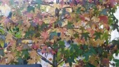 Amberboom Als Leivorm (Liquidambar Styraciflua) -Directplant Winkel liquidambar leiboom 1 1