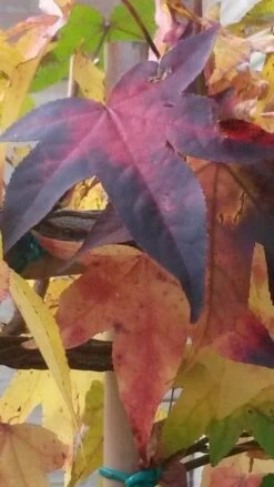 Amberboom Als Leivorm (Liquidambar Styraciflua) -Directplant Winkel liquidambar leiboom 2 2