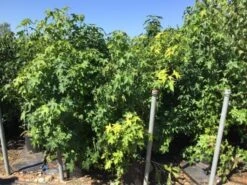 Meerstammige Amberboom (Liquidambar Styraciflua) -Directplant Winkel liquidambar styraciflua 100 125cm meerstammig