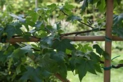 Amberboom Als Leivorm (Liquidambar Styraciflua) -Directplant Winkel liquidambar styraciflua 3 1