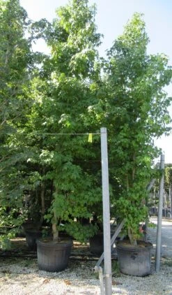 Meerstammige Amberboom (Liquidambar Styraciflua) -Directplant Winkel liquidambar styraciflua 500 550 meerstammig
