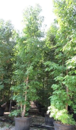 Meerstammige Amberboom (Liquidambar Styraciflua) -Directplant Winkel liquidambar styraciflua 500 550 meerstammig 2