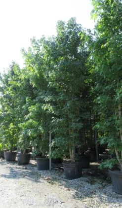 Meerstammige Amberboom (Liquidambar Styraciflua) -Directplant Winkel liquidambar styraciflua 500 550 meerstammig 3