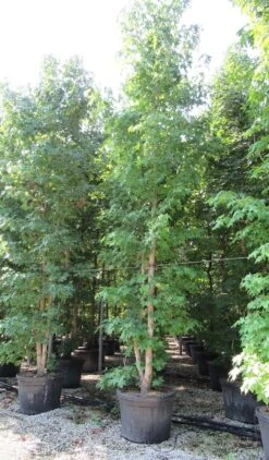 Meerstammige Amberboom (Liquidambar Styraciflua) -Directplant Winkel liquidambar styraciflua 500 550 meerstammig 4