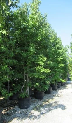 Meerstammige Amberboom (Liquidambar Styraciflua) -Directplant Winkel liquidambar styraciflua 500 550 meerstammig 5