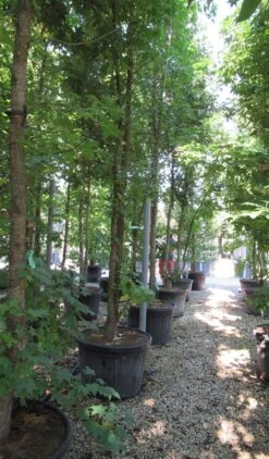 Meerstammige Amberboom (Liquidambar Styraciflua) -Directplant Winkel liquidambar styraciflua 500 550 meerstammig 6