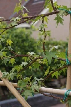 Amberboom Als Leivorm (Liquidambar Styraciflua) -Directplant Winkel liquidambar styraciflua 5 1