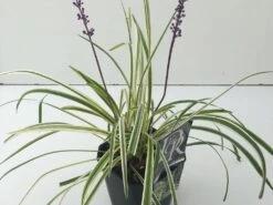 Leliegras (Liriope Muscari 'Variegata') -Directplant Winkel liriope variegata v2