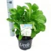Kleinblijvende Hortensia (Hydrangea Macr. 'Little White'®) -Directplant Winkel litgtlewhite2