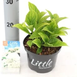 Kleinblijvende Hortensia (Hydrangea Macr. 'Little White'®) -Directplant Winkel littlewhite 1