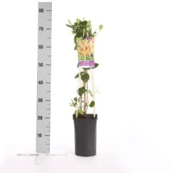 Kamperfoelie (Lonicera Heckrottii 'American Beauty') -Directplant Winkel lonicera heckrottii american beauty