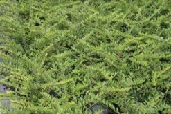 Struikkamperfoelie (Lonicera Pileata) -Directplant Winkel lonicera pileata 1 1