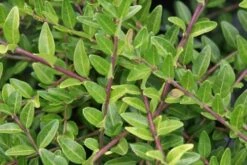 Struikkamperfoelie (Lonicera Pileata)