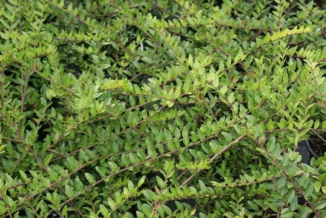 Struikkamperfoelie (Lonicera Pileata) 4 Struikkamperfoelie (Lonicera Pileata) - Afbeelding 2