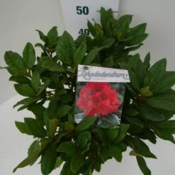 Rhododendron (Rhododendron 'Lord Roberts') -Directplant Winkel lord robert c7.5 boven 2
