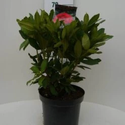 Rhododendron (Rhododendron 'Lord Roberts') -Directplant Winkel lord robert c7.5 voor 2