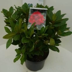 Rhododendron (Rhododendron 'Lord Roberts') -Directplant Winkel lord robert c7.5 zij 1
