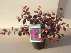 Loropetalum (Loropetalum 'Fire Dance') -Directplant Winkel loropetalum chin. fire dance p15 2 1