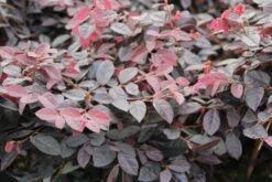 Loropetalum (Loropetalum 'Fire Dance') -Directplant Winkel loropetalum chinense fire dance 1 1