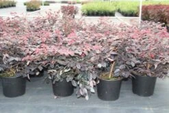 Loropetalum (Loropetalum 'Fire Dance') -Directplant Winkel loropetalum chinense fire dance 2