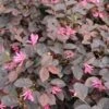 Loropetalum (Loropetalum 'Fire Dance') -Directplant Winkel loropetalum fire dance 1 1