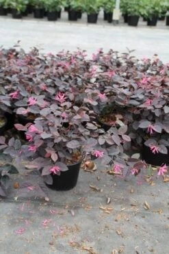 Loropetalum (Loropetalum 'Fire Dance') -Directplant Winkel loropetalum fire dance 2
