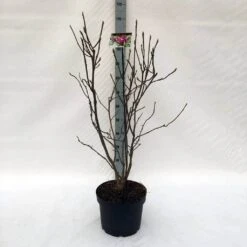 Beverboom (Magnolia Liliiflora 'Nigra') -Directplant Winkel m. lil. nigra c10 1