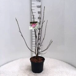 Beverboom (Magnolia Liliiflora 'Nigra') -Directplant Winkel m. lil. nigra c5