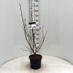 Beverboom (Magnolia Soulangeana) -Directplant Winkel m. soulangeana c5 1