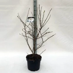 Stermagnolia (Magnolia Stellata) -Directplant Winkel m. stellata c10