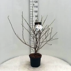Stermagnolia (Magnolia Stellata) -Directplant Winkel m. stellata c5