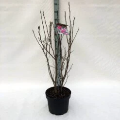 Beverboom, Struik (Magnolia Susan) -Directplant Winkel m. susan c10