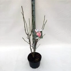 Beverboom (Magnolia 'Heaven Scent') -Directplant Winkel ma. heaven scent c10