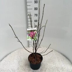 Beverboom (Magnolia Liliiflora 'Nigra') -Directplant Winkel ma. lil. nigra c5 1