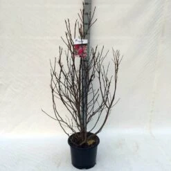 Beverboom, Struik (Magnolia Susan) -Directplant Winkel ma. susan c15 125 150 cm