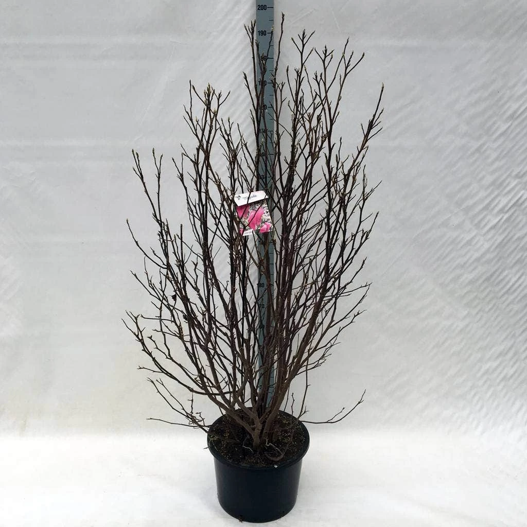 Beverboom, Struik (Magnolia Susan) 13 Beverboom, Struik (Magnolia Susan) - Afbeelding 11