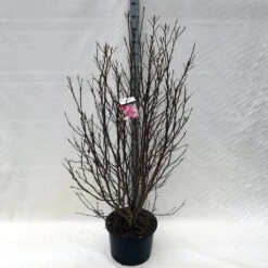 Beverboom, Struik (Magnolia Susan) -Directplant Winkel ma. susan c15 150 cm