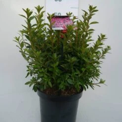 Japanse Azalea (Rhododendron 'Madame Van Hecke') -Directplant Winkel mad. v. hecke c4 voor 1