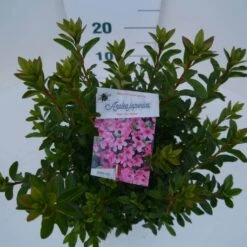 Japanse Azalea (Rhododendron 'Madame Van Hecke') -Directplant Winkel mad. van hecke c2 boven 2