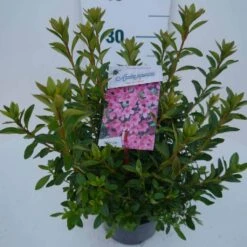 Japanse Azalea (Rhododendron 'Madame Van Hecke') -Directplant Winkel mad. van hecke c2 zij 2