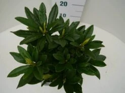 Rhododendron (Rhododendron 'Madame Masson') -Directplant Winkel madamme masson c2 boven 1