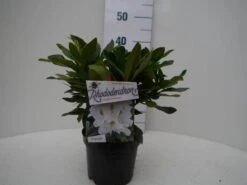 Rhododendron (Rhododendron 'Madame Masson') -Directplant Winkel madamme masson c2 voor 1