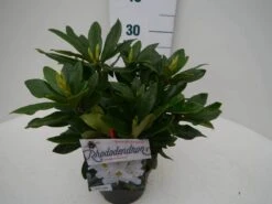 Rhododendron (Rhododendron 'Madame Masson') -Directplant Winkel madamme masson c2 zij 2