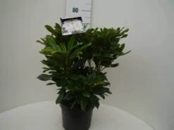 Rhododendron (Rhododendron 'Madame Masson') -Directplant Winkel madamme masson c7.5 voor
